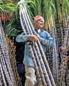 Warm Nov made sugarcane less sweet, prone to pests