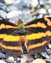 190 and counting: Mapping butterfly diversity in Eastern Ghats of Vizag