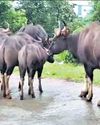 Video of gaur walking with injured leg goes viral, team formed to trace animal