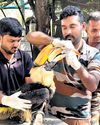 Hornbill rescued near Madukkarai, treated at recuperation centre