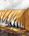 U'khand records tiger death decline, 8 this yr