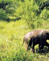 Jumbo dies, forest officials try to unite calf with herd