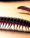 LEG-POWER: FINDING GROUND LIKE THE CENTIPEDE & MILLIPEDE