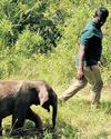 Foresters' attempts to unite elephant calf with herds fail