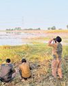 Cleanest city Indore sees dip in migratory birds