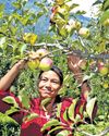 Climate change, rising production costs upset Himachal's apple cart