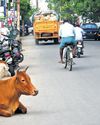 Tambaram Corporation Seizes Nine Stray Cattle