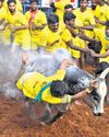 Local bull owners, baiters decry random token system