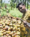 Summer heat & pest attack affect coconut yield, price doubles