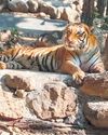 With new tiger pair, Dehradun zoo raking in moolah as visitors throng