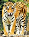 Concern over tiger poaching in U'khand