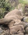 Elephant slips & falls off a rock in Coonoor, dies