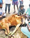 Jallikattu bull's fractured leg treated