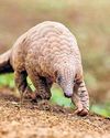 Indian Pangolin rescued in Poonch