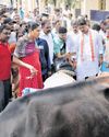 Udders of 3 cows severed, tension grips B'luru