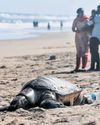 Record 350 turtles wash ashore dead in 2025, experts alarmed