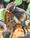 Bull dies in jallikattu in Tiruchy village