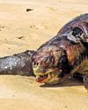 TAMIL NADU JUNKS TURTLE EXCLUDER DEVICES, KILLS OLIVE RIDLEYS EN MASSE