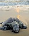 NGT Takes Cognisance of Turtle Deaths