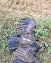 Vulture which flew 4,000 km to reach Pudukottai electrocuted