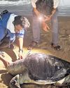 Olive Ridley 'turtle dance' on pause due to poor nesting, hatcheries turn idle