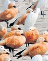 5.2K birds of 117 species in Uttarakhand's Asan wetland