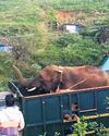 Jumbo 'Bullet' shifted to Kalakkad tiger reserve