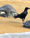 3K Turtles May Have Died in AP; 130 More Washed Up in Chennai