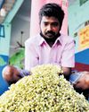 ₹4K/KG: Increased Demand Pushes Jasmine Price Up