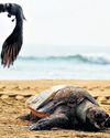 Turtle deaths: Centre seeks report from TN govt; NGT impleads Andhra