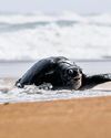 16 Olive Ridleys freed from trawl net near Ennore