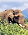 Varagaliyar in tears as Ramu bids final adieu to home of 47 yrs