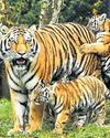 Diversity: In a first, scientific assessment of animal species at PTR in Jharkhand