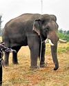 No immediate plan to capture Kovai tusker, says forest dept