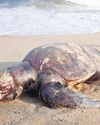 TN Plans Telemetry Study to Track Turtle Movement to Reduce Deaths