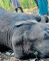 Let us bow our head to Nature, says Amma