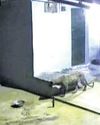 Leopard Spotted in Kovai, Two Cages Placed to Trap Big Cat Leopard Spotted in Kovai, Two Cages Placed to Trap Big Cat