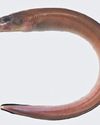 New eel species named 'Tamilicum'