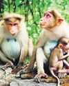 Monkey menace: J&K farmers told to use alternative fruit crops, solar fencing Monkey menace: J&K farmers told to use alternative fruit crops, solar fencing