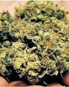 Ganja worth ₹6.20 crore seized in MP Ganja worth ₹6.20 crore seized in MP