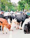 NHAI Proposes Cattle Shelters Every 50 Km Along Highways