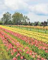 Carpet of 17L tulips to welcome Srinagar visitors Carpet of 17L tulips to welcome Srinagar visitors