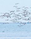 Dhanushkodi to be notified as flamingo sanctuary Dhanushkodi to be notified as flamingo sanctuary