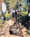 Sloth bear electrocuted to death during honey hunt in Coonoor Sloth bear electrocuted to death during honey hunt in Coonoor