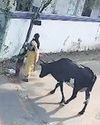 Cow Attacks Woman Walking with Child; Victim Hospitalised, Animal Impounded