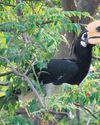 Nest for future: U'khand's forests set to flourish with bird-friendly flora Nest for future: U'khand's forests set to flourish with bird-friendly flora