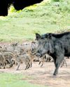 Culling of wild pigs could disturb the predator-prey ratio, as per report11