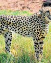 Concern Raised on Felling of Over 4L Trees in Raj Forest for Project Cheetah43