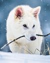 Scientists Employ Genetic Engineering to Revive Dire Wolf34
