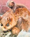 Rare Indian giant flying squirrel spotted in Ranikhet mountains Rare Indian giant flying squirrel spotted in Ranikhet mountains